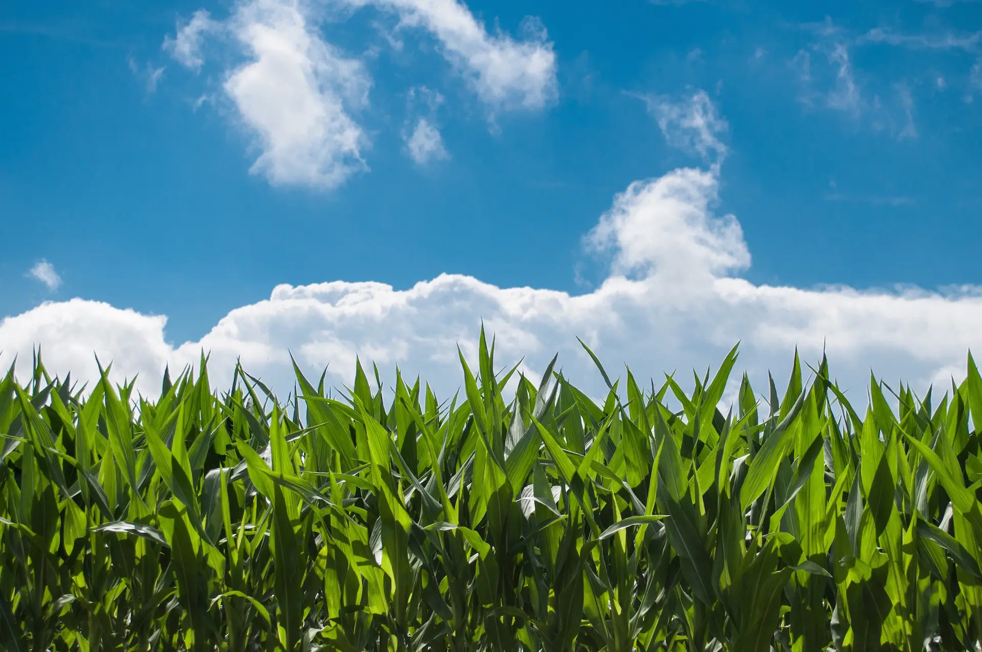 Corn field under a blue sky